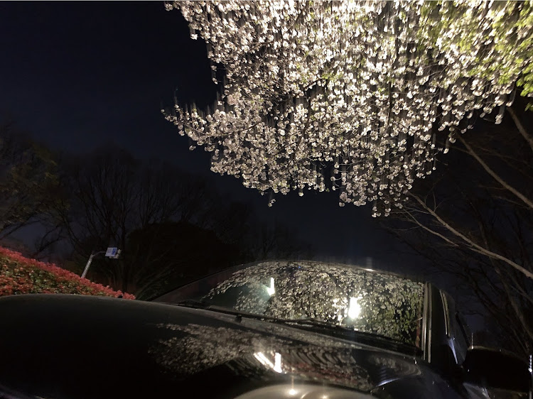 スイフトスポーツの生存確認・桜とコラボ・買い替え検討中に関するカスタム事例の投稿画像1枚目
