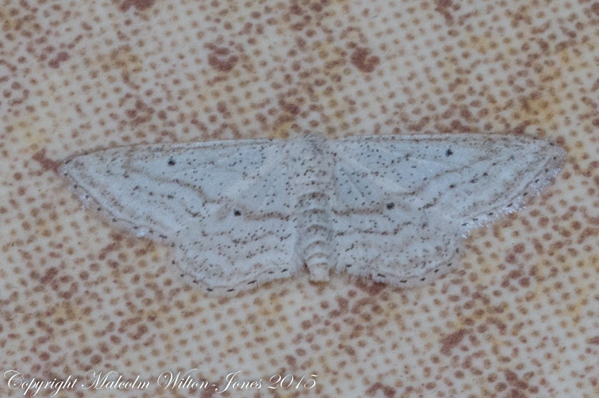 Spotted Moth