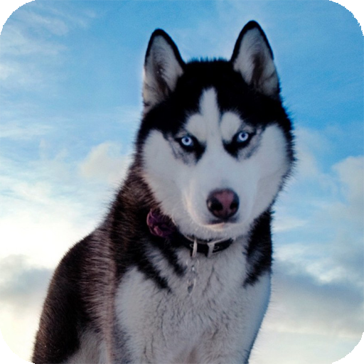 Husky Siberian Live Wallpaper 個人化 App LOGO-APP開箱王