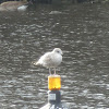 Mew Gull