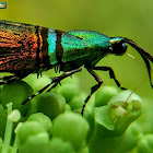 Green-striped Moth