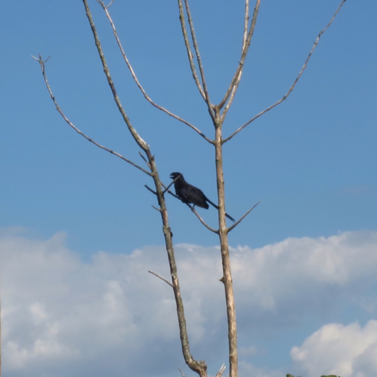 Smooth-billed ani