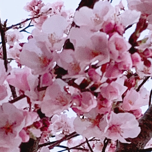 優愛