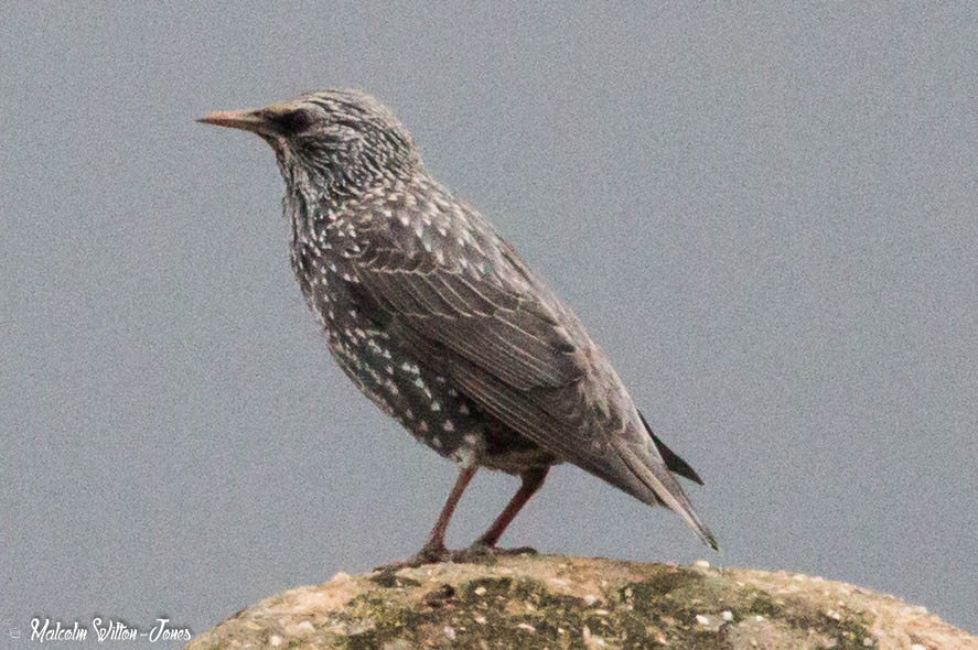 Starling; Estornino Pinto