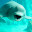 Beluga Whale New Tab & Wallpapers Collection