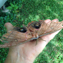 Polyphemus Moth