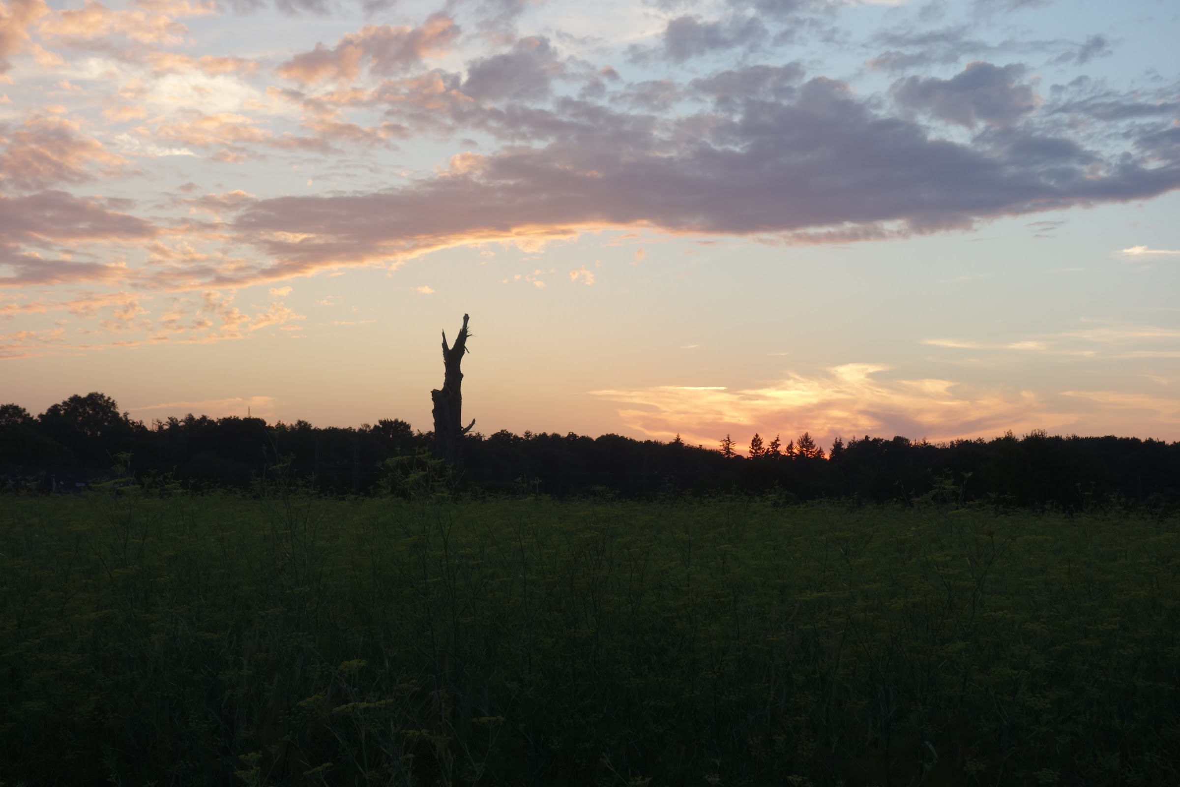 Fennel Sunset