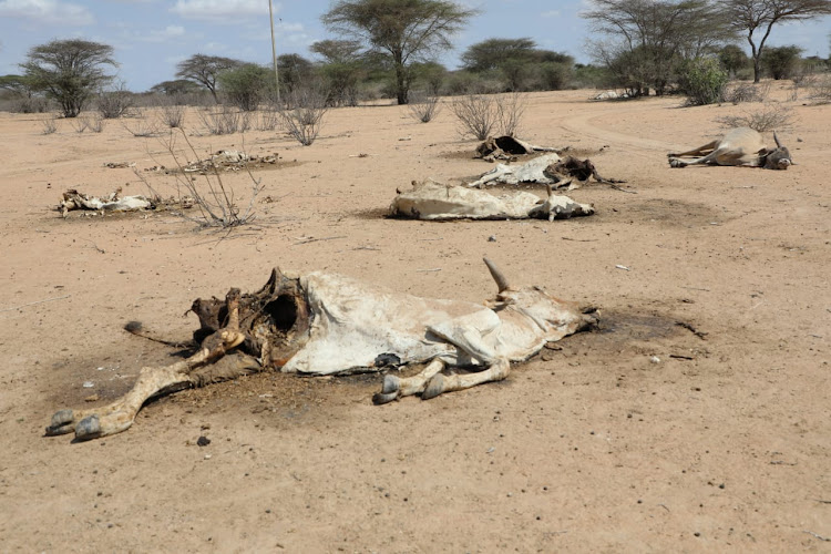 Carcass of cows in Liboi subcounty, Garissa.