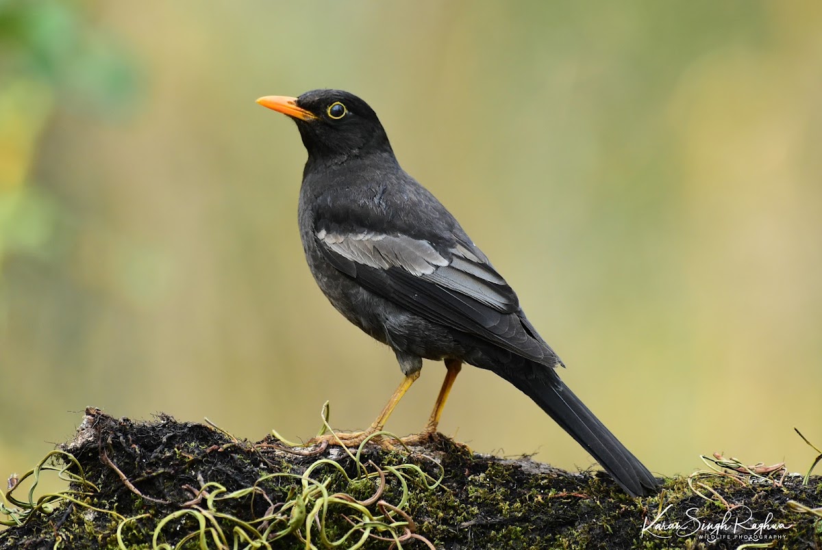 Grey-winged Blackbird