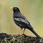 Grey-winged Blackbird