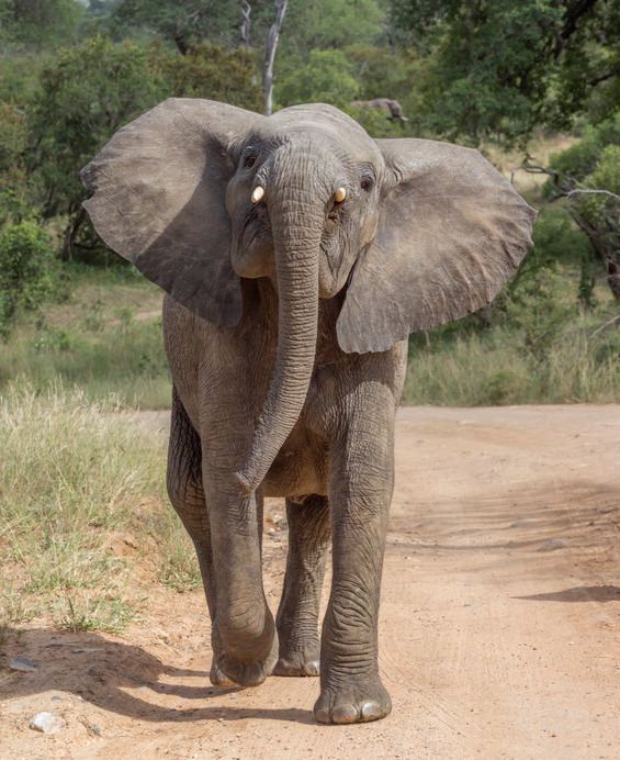 A suspected poacher is believed to have been killed by an elephant in the Kruger National Park. Stock photo.