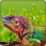 Chameleon Wallpapers HD Apk