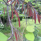 Eastern Redbud