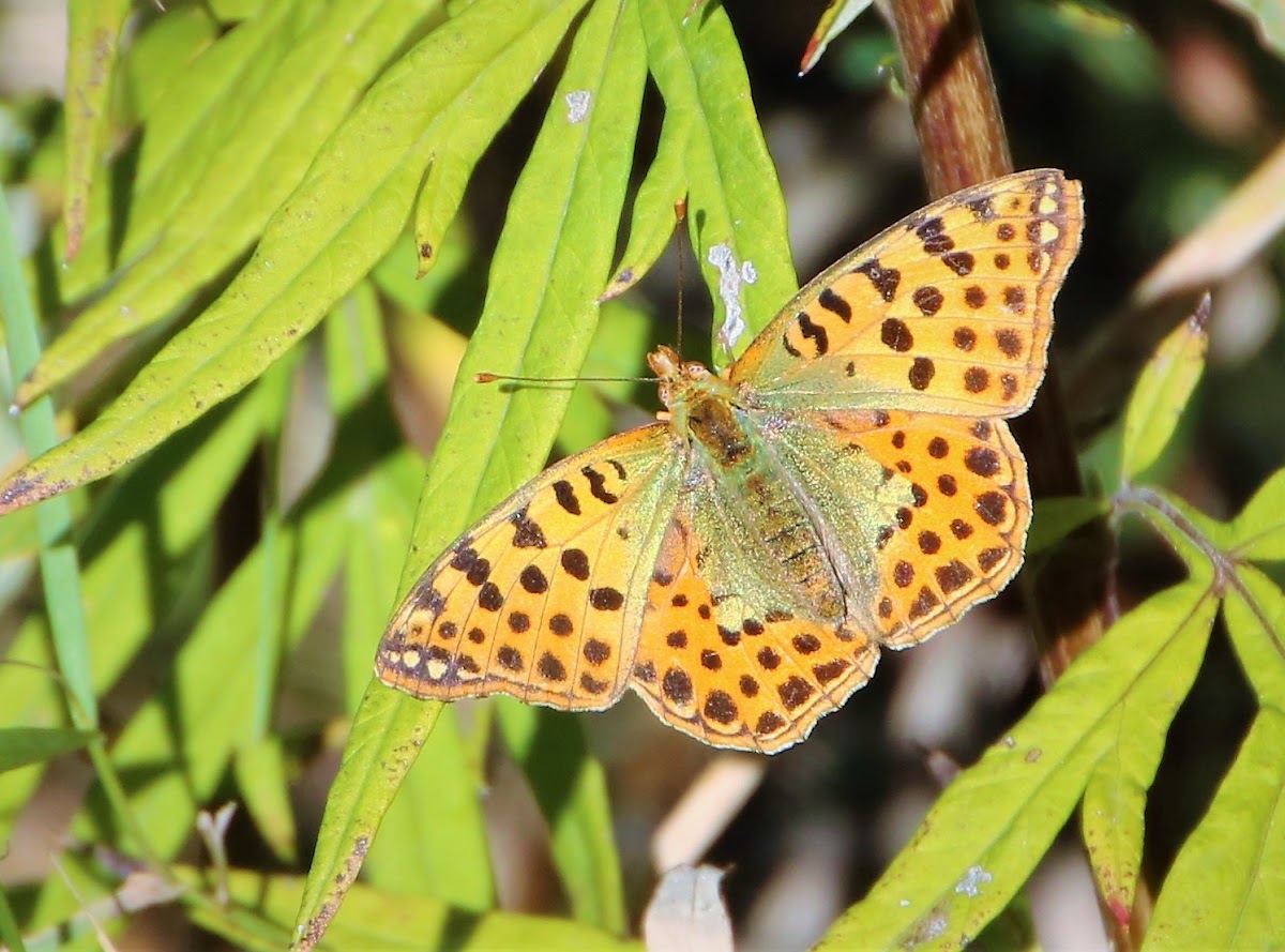 Queen of Spain fritillary