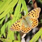 Queen of Spain fritillary