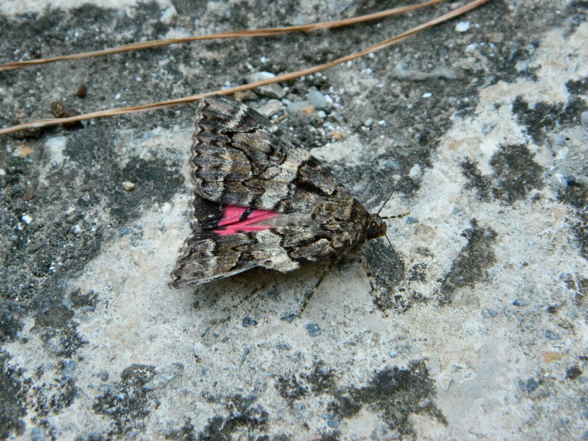 Catocala moth