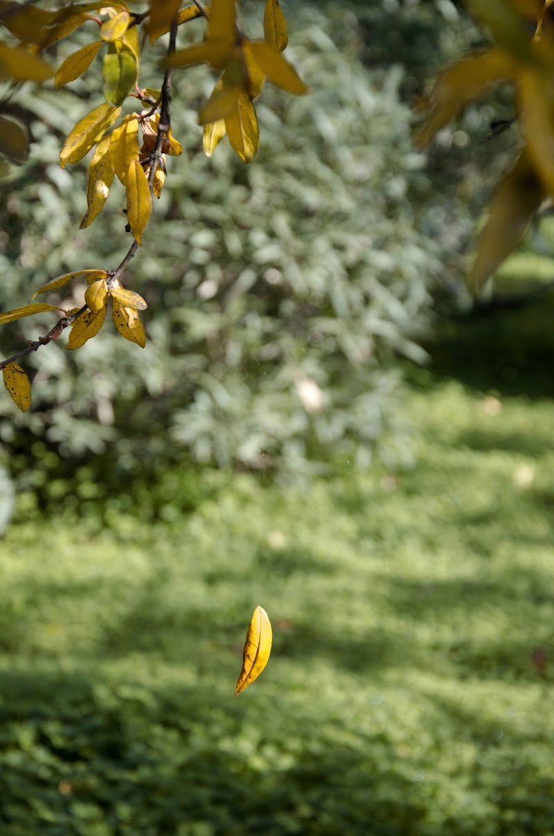 Cadere per rinascere di Primula Vico