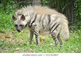 Striped hyena.