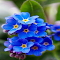 Item logo image for Forget me not flower wallpaper