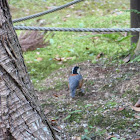 Varied Tit