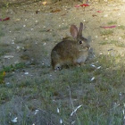 Mountain Cottontail