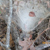 Funnel Web Spider Web