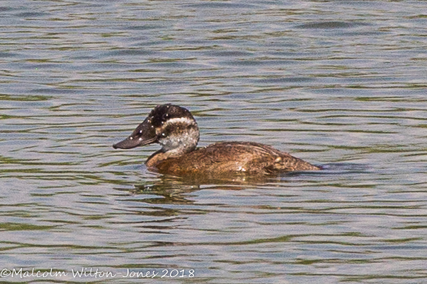 White-headed Duck; Malvasía