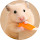 Hamster Wallpaper