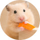 Hamster Wallpaper