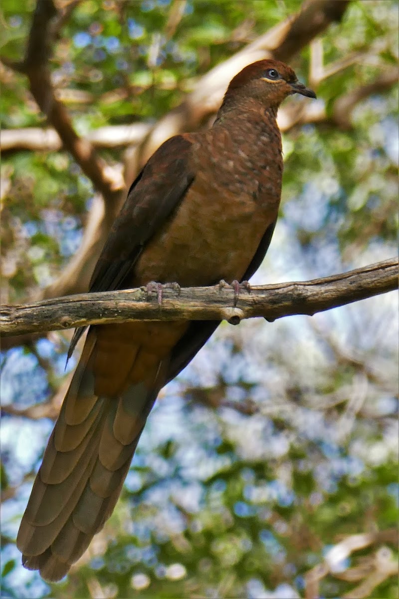 Brown Cuckoo-dove (female)