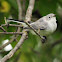 Blue-Gray Gnatcatcher