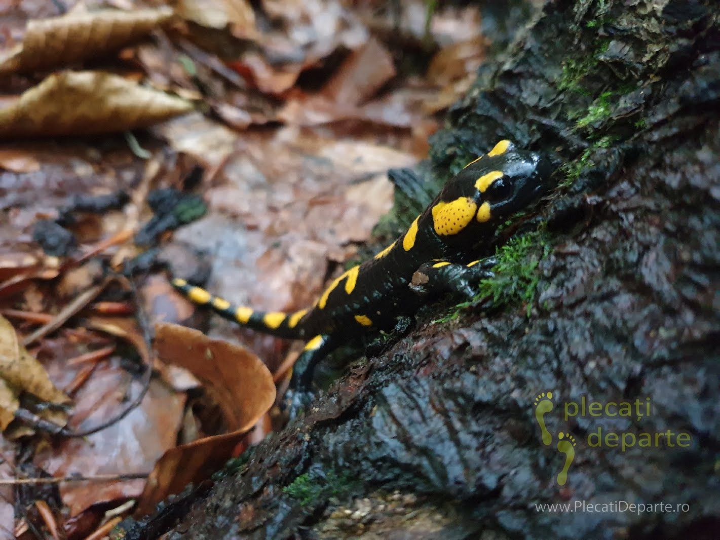 Salamandra (Salamandra salamandra), Salamabdra pe Circuitul Galbenei, Salamandra Apuseni, Salamandra Romania, Circuitul Cheile Galbenei, trasee padis apuseni, parcul natural apuseni obiective turitice,