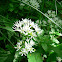 Wild garlic or Ramsons