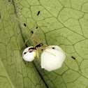 Theridiid spider