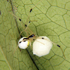 Theridiid spider