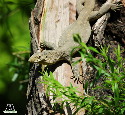 Snakes With Legs? The Curious Case of Snake Evolution! - Wildlife SOS