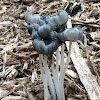 Coprinopsis lagopus