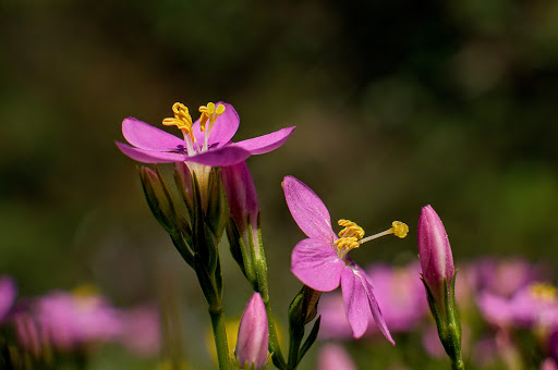 Centaurium pulchellum