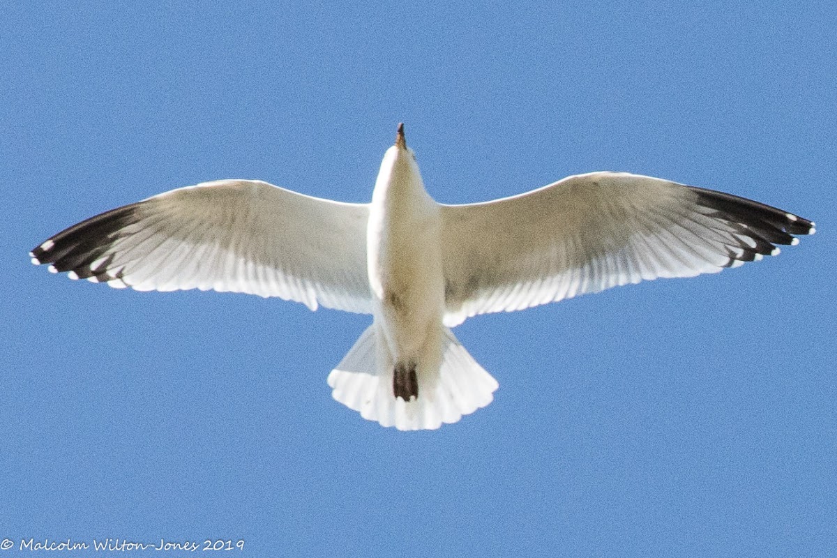 Lesser Black-backed Gull