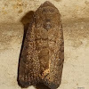 Noctuid Moth