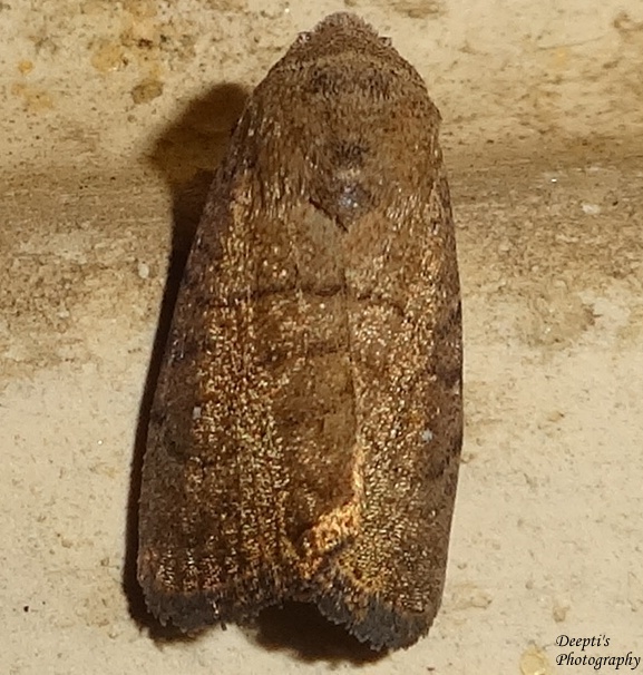 Noctuid Moth