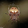 Brown Sailor Spider