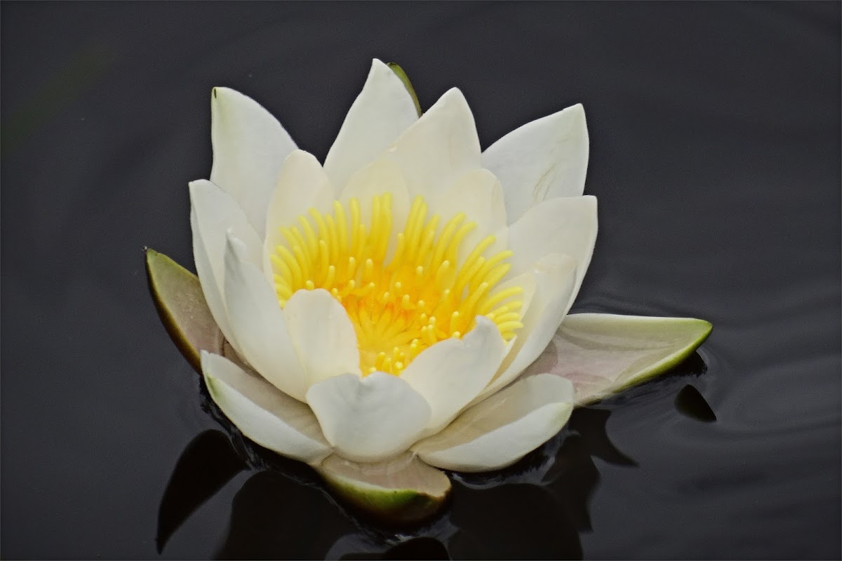 White Water Lily