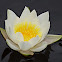 White Water Lily