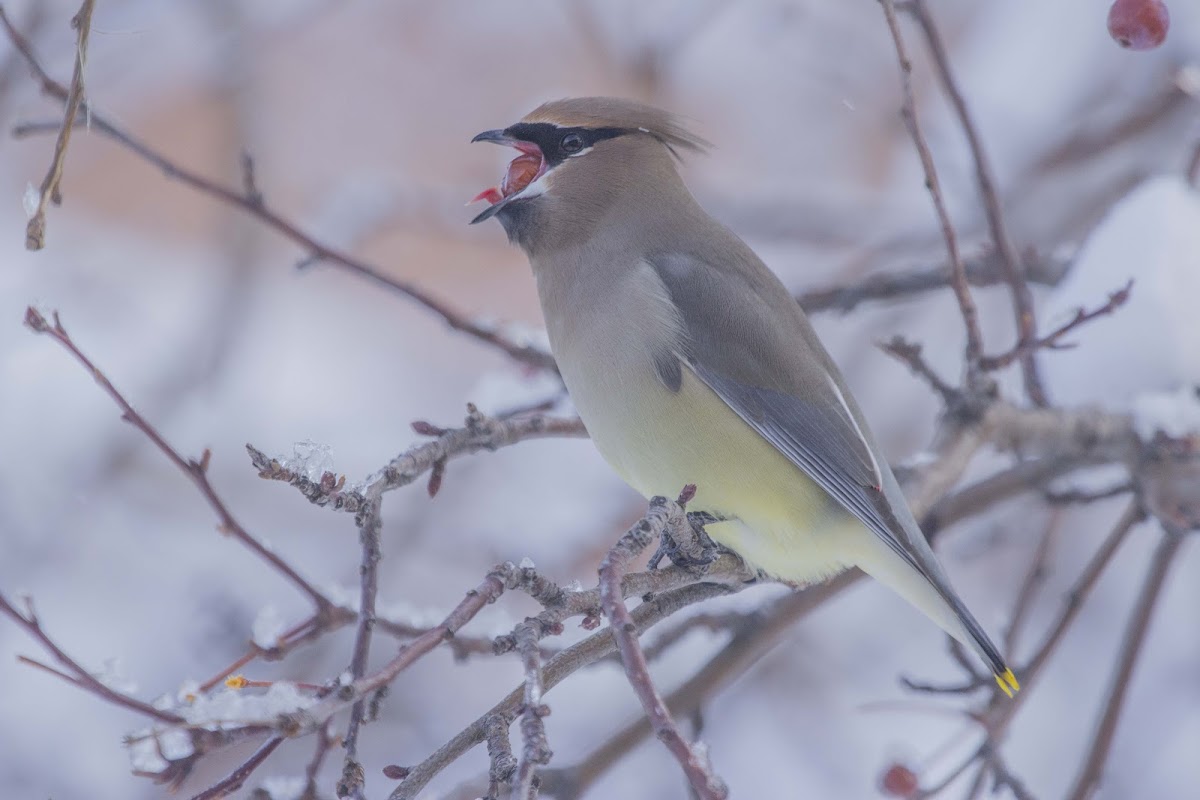 Cedar Waxwing