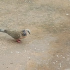 spotted dove