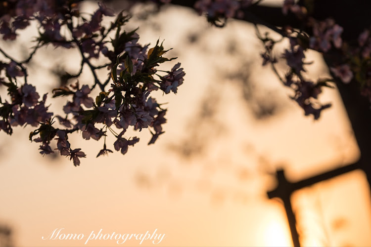 6シリーズの河津桜🌸とコラボ・撮るのが好き💕・カメラで遊びましょう・夕焼けと愛車・黙撮俺の世界に関するカスタム事例の投稿画像8枚目