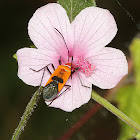 Cotton Stainer