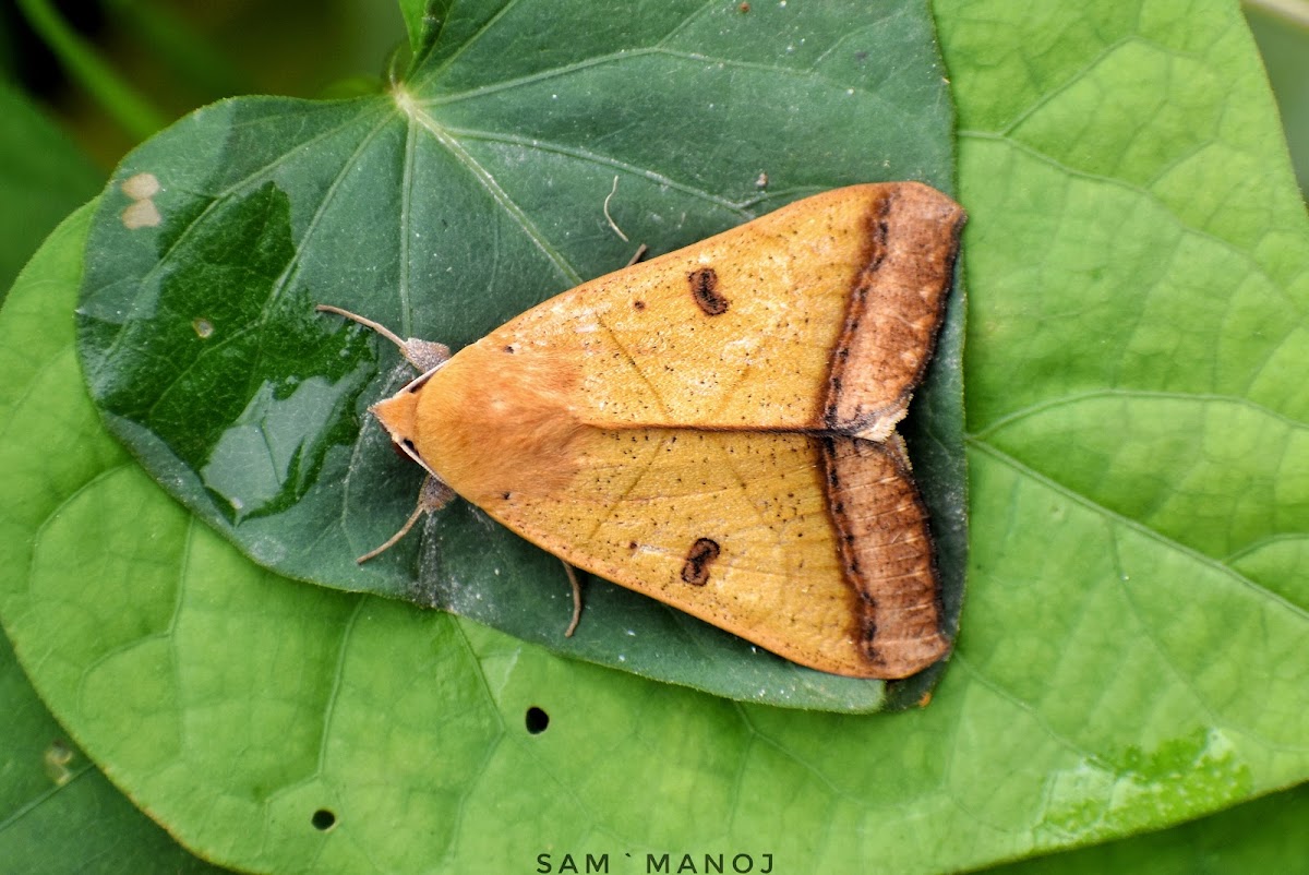 Owlet Moth