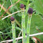 Horsetail